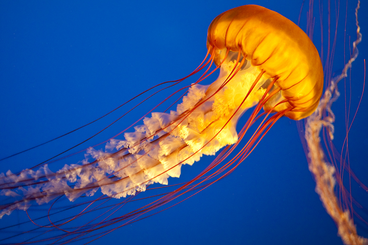 Jellyfish Stock Photos, Images, & Pictures - 12,636 Images